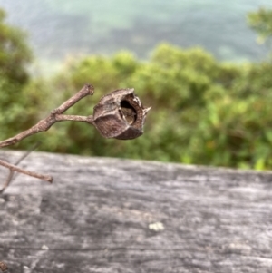 Angophora costata at Vaucluse, NSW - 19 Feb 2022