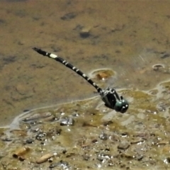 Parasynthemis regina (Royal Tigertail) at Mulligans Flat - 19 Feb 2022 by JohnBundock