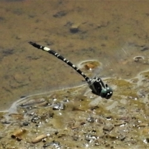 Parasynthemis regina at Forde, ACT - 19 Feb 2022