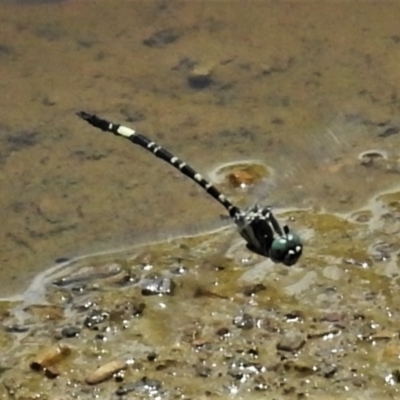 Parasynthemis regina (Royal Tigertail) at Mulligans Flat - 19 Feb 2022 by JohnBundock