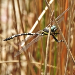 Parasynthemis regina at Forde, ACT - 19 Feb 2022