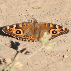 Junonia villida at Bandiana, VIC - 19 Feb 2022