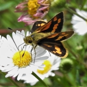 Ocybadistes walkeri at Wanniassa, ACT - 19 Feb 2022