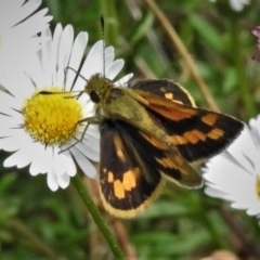 Ocybadistes walkeri at Wanniassa, ACT - 19 Feb 2022