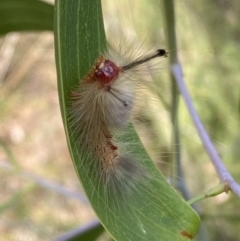 Orgyia anartoides (Painted Apple Moth) at QPRC LGA - 19 Feb 2022 by Steve_Bok