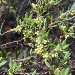 Monotoca scoparia at Jerrabomberra, NSW - 19 Feb 2022