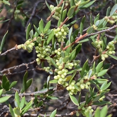 Monotoca scoparia (Broom Heath) at Mount Jerrabomberra QP - 19 Feb 2022 by Steve_Bok