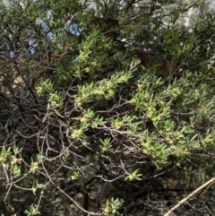 Monotoca scoparia at Jerrabomberra, NSW - 19 Feb 2022