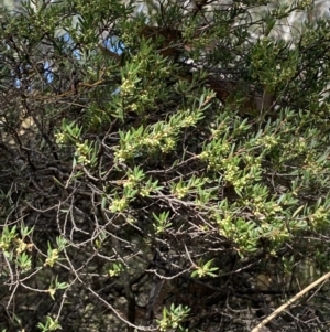 Monotoca scoparia at Jerrabomberra, NSW - 19 Feb 2022