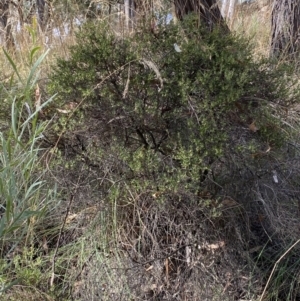 Monotoca scoparia at Jerrabomberra, NSW - 19 Feb 2022