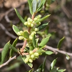 Monotoca scoparia at Jerrabomberra, NSW - 19 Feb 2022 04:30 PM