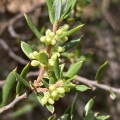 Monotoca scoparia at Jerrabomberra, NSW - 19 Feb 2022