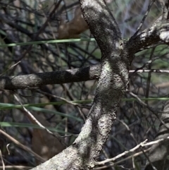 Monotoca scoparia at Jerrabomberra, NSW - 19 Feb 2022