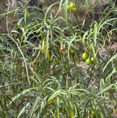 Solanum linearifolium (Kangaroo Apple) at Mount Jerrabomberra - 19 Feb 2022 by Steve_Bok