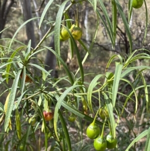 Solanum linearifolium at Jerrabomberra, NSW - 19 Feb 2022 04:03 PM