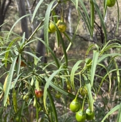 Solanum linearifolium at Jerrabomberra, NSW - 19 Feb 2022