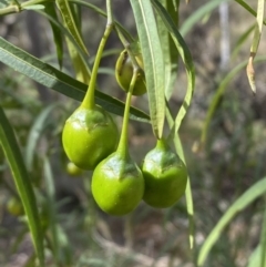 Solanum linearifolium at Jerrabomberra, NSW - 19 Feb 2022