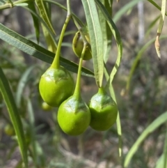 Solanum linearifolium at Jerrabomberra, NSW - 19 Feb 2022 04:03 PM