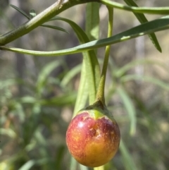 Solanum linearifolium at Jerrabomberra, NSW - 19 Feb 2022 04:03 PM