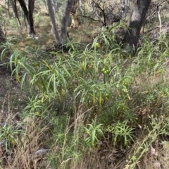 Solanum linearifolium at Jerrabomberra, NSW - 19 Feb 2022 04:03 PM