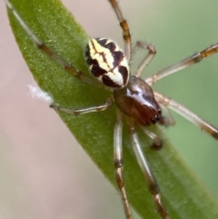 Phonognatha graeffei (Leaf Curling Spider) at Jerrabomberra, NSW - 19 Feb 2022 by Steve_Bok