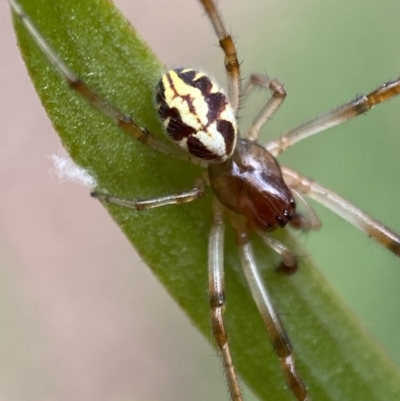 Phonognatha graeffei (Leaf Curling Spider) at Mount Jerrabomberra QP - 19 Feb 2022 by Steve_Bok