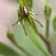 Phonognatha graeffei at Jerrabomberra, NSW - 19 Feb 2022