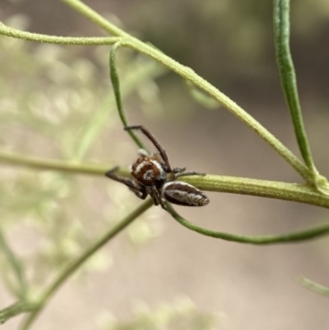 Opisthoncus sp. (genus) at Jerrabomberra, NSW - 19 Feb 2022 03:10 PM