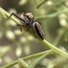 Opisthoncus sp. (genus) at Jerrabomberra, NSW - 19 Feb 2022