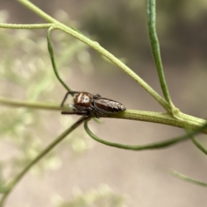 Opisthoncus sp. (genus) at Jerrabomberra, NSW - 19 Feb 2022 03:10 PM