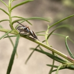 Opisthoncus sp. (genus) at Jerrabomberra, NSW - 19 Feb 2022 03:10 PM