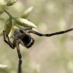 Opisthoncus sp. (genus) at Jerrabomberra, NSW - 19 Feb 2022