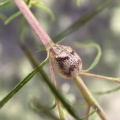 Paropsisterna laesa (Laesa leaf beetle) at Mount Jerrabomberra - 19 Feb 2022 by Steve_Bok