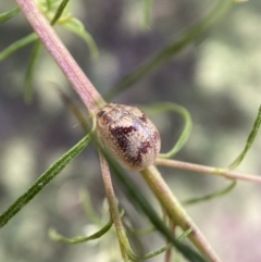 Paropsisterna laesa species complex at Jerrabomberra, NSW - 19 Feb 2022