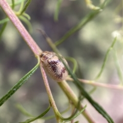 Paropsisterna laesa at Jerrabomberra, NSW - 19 Feb 2022