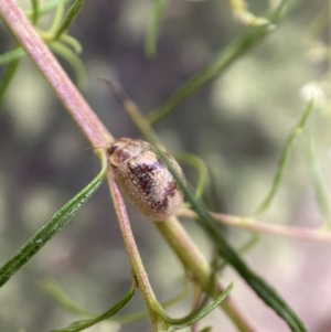 Paropsisterna laesa species complex at Jerrabomberra, NSW - 19 Feb 2022