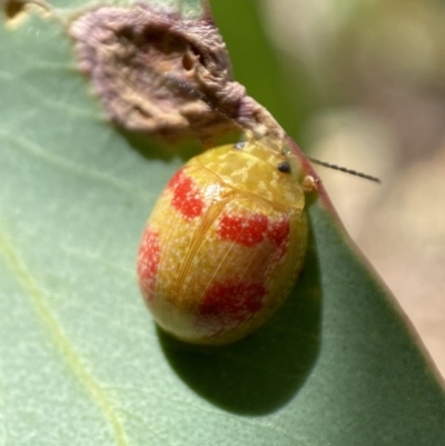 Paropsisterna fastidiosa (Eucalyptus leaf beetle) at Mount Jerrabomberra - 19 Feb 2022 by Steve_Bok