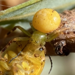 Thomisidae (family) at Jerrabomberra, NSW - 19 Feb 2022 02:58 PM