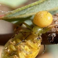 Thomisidae (family) at Jerrabomberra, NSW - 19 Feb 2022 02:58 PM