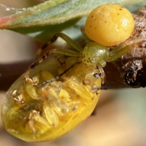 Thomisidae (family) at Jerrabomberra, NSW - 19 Feb 2022 02:58 PM