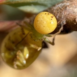 Thomisidae (family) at Jerrabomberra, NSW - 19 Feb 2022 02:58 PM