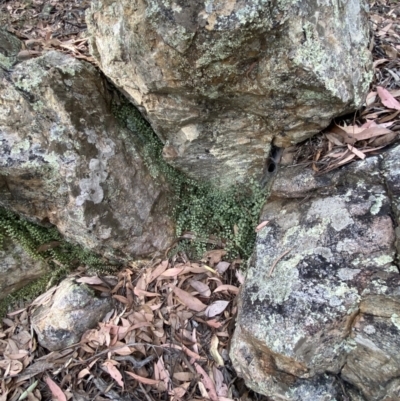 Asplenium flabellifolium (Necklace Fern) at Mount Jerrabomberra - 19 Feb 2022 by Steve_Bok
