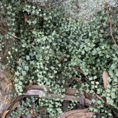 Asplenium flabellifolium at Jerrabomberra, NSW - 19 Feb 2022