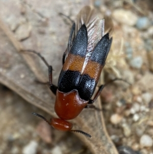 Ripiphoridae (family) at Jerrabomberra, NSW - 19 Feb 2022 03:37 PM