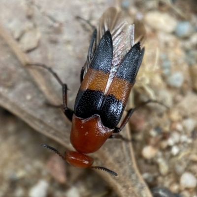 Ripiphoridae (family) (Wedge-shaped beetle) at QPRC LGA - 19 Feb 2022 by Steve_Bok