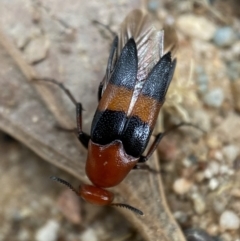 Ripiphoridae (family) (Wedge-shaped beetle) at Jerrabomberra, NSW - 19 Feb 2022 by Steve_Bok