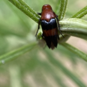 Ripiphoridae (family) at Jerrabomberra, NSW - 19 Feb 2022