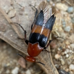 Ripiphoridae (family) at Jerrabomberra, NSW - 19 Feb 2022 03:37 PM