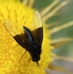 Geron nigralis (Slender bee fly) at QPRC LGA - 19 Feb 2022 by Steve_Bok