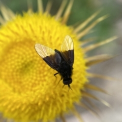 Geron nigralis at Jerrabomberra, NSW - 19 Feb 2022